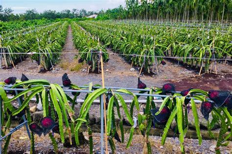 Dragon Fruit Plant Care » Keeping It Happy & Healthy