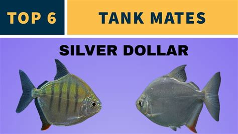 TANK MATES FOR SILVER DOLLAR FISH - YouTube