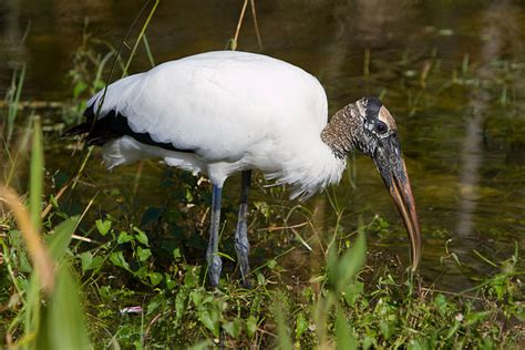 Birds of the Florida Everglades