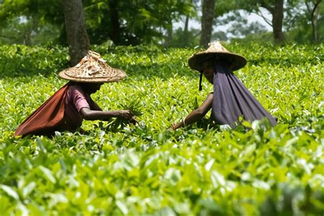 The Most Breathtaking Tea Gardens in Sylhet - CineBuzz Times