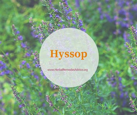 Hyssop Benefits