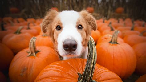 Download Pumpkin Muzzle Animal Dog HD Wallpaper