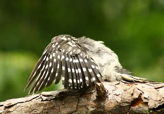Downy Woodpecker (Baby) | Taken in Linton Indiana by Indiana… | Flickr