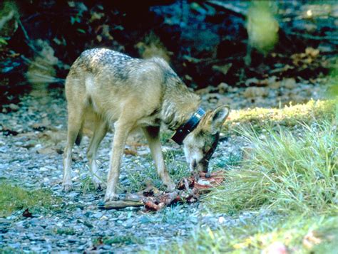 Wolf eating a deer carcass | USFWS, 2003 | Red Wolf | Flickr