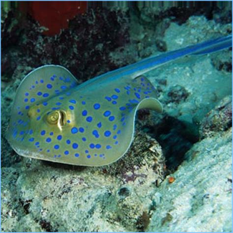 Bluespotted Ribbontail Stingray | Pete's Aquariums & Fish