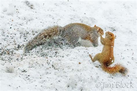 Birds and Squirrels near Feeder - Jim Block Photography