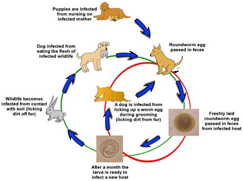 Dogs & Puppies - Mar Vista Animal Medical Center