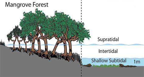 What are Intertidal Zones?