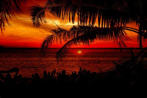 Sunset Beach Palm Trees Free Stock Photo - Public Domain Pictures