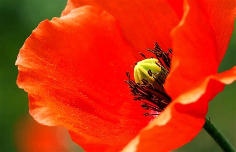 1920x1080 wallpaper | red poppy flower | Peakpx