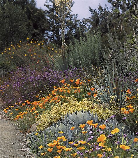 Native Plants For Southern California Gardens - Image to u