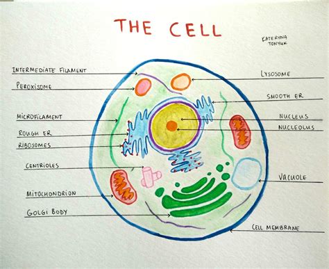 Cells And Organelles Chart