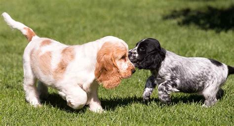 English Cocker Spaniel Colors - Do You Know All The Variations Of This Popular Breed?
