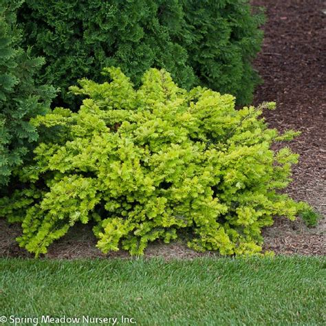 Shade Loving Shrubs: The Best Bushes To Plant Under Trees | Plants ...