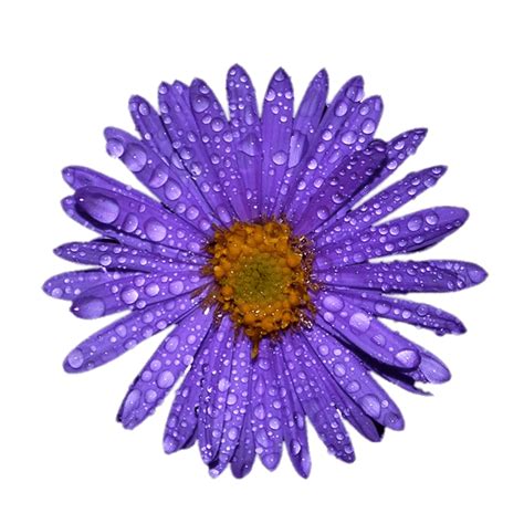 Purple Aster With Water Droplets on Leaves transparent PNG - StickPNG