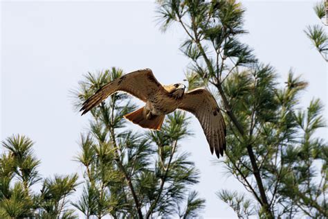 Hawk in Flight Photograph by Nicholas Pascarella - Pixels