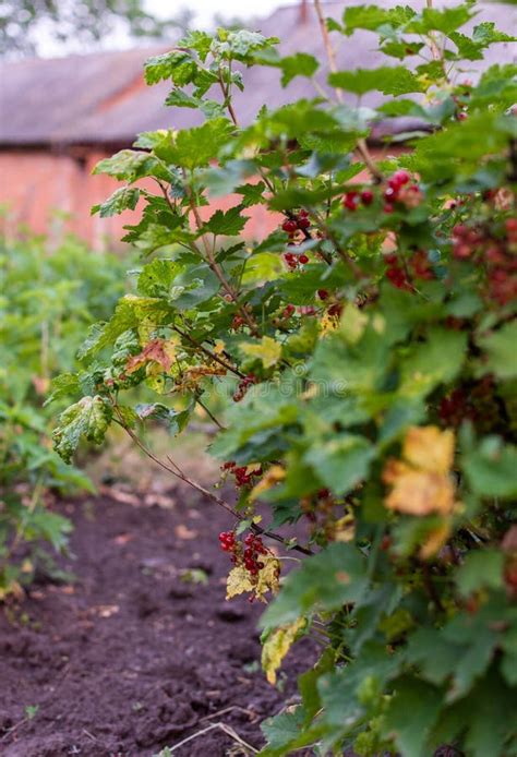 Red currant bush stock photo. Image of currant, group - 151372368