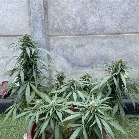 Dutch Passion Frisian Dew grow journal by BRM_OutDoor - GrowDiaries