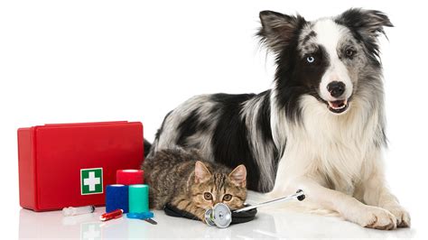 What To Include In A Pet First Aid Kit - Close Veterinary Clinic