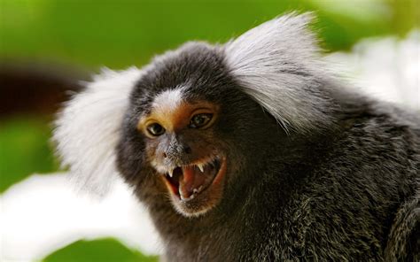 Marmoset Monkey Wallpapers | Animals Library