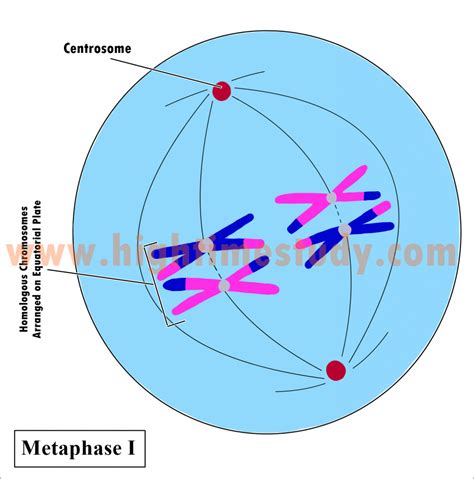 Cell Division – Meiosis – HIGH TIME STUDY