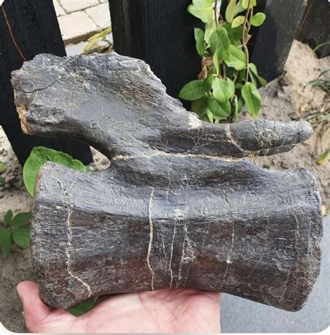 Diplodocus vertebra? - Fossil ID - The Fossil Forum