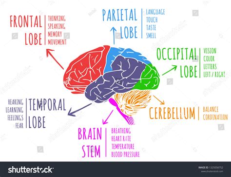 Brain Lobes And Functions