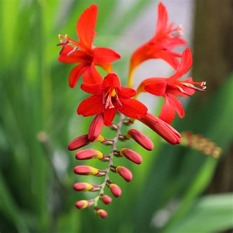 Buy Crocosmia Lucifer Online | Garden Goods Direct