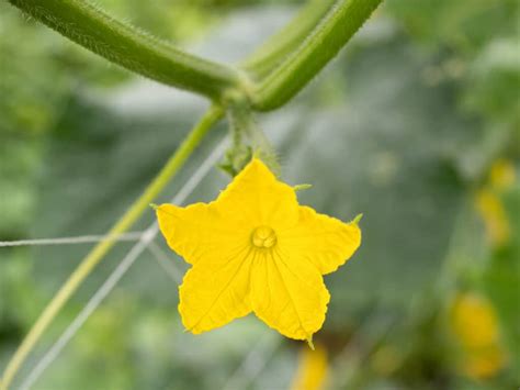 Male vs Female Cucumber Flowers: What's the Difference? - A-Z Animals