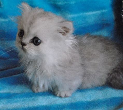 Available Kittens | Munchkin kitten, Kittens, Kittens cutest