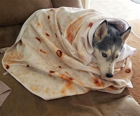 Burrito Blanket Is The Latest Instagram Sensation