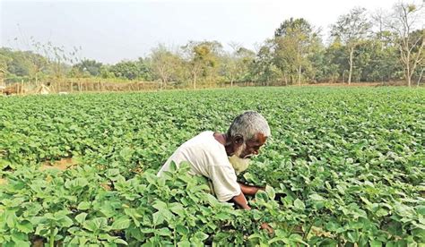 Time to find better alternatives to tobacco farming