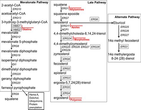 Ergosterol biosynthetic pathway. The box on the left diagrams the ...