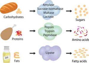 Digestive Enzymes – Bromelain & Papain – The Riverenza