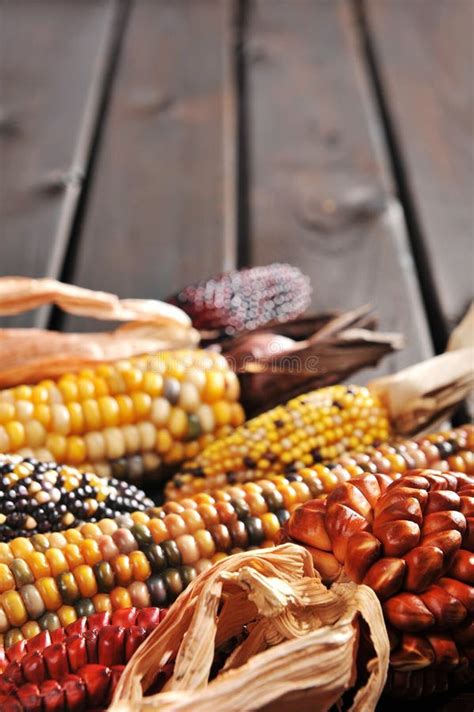 Different maize-cobs stock image. Image of vegetable - 46909053