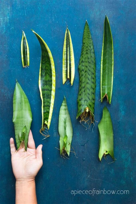 Propagate Sansevieria (Snake Plant): 3 Easy Ways! | Snake plant propagation, Sansevieria plant ...