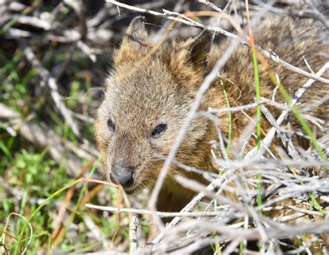 Quokka in Natural Habitat stock image. Image of head - 88603609