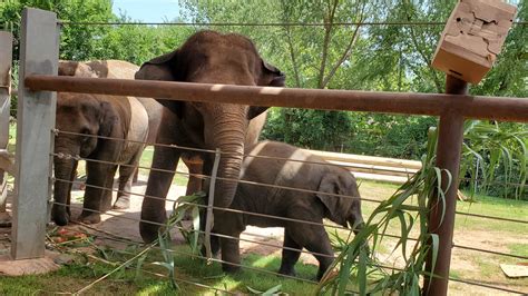 Oklahoma City Zoo to open early for guests with reservations | KOKH