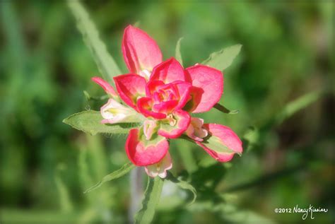 Wild About Texas: The Indian Paintbrush Adds a Touch of Pink