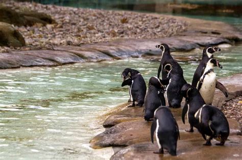 ZSL London Zoo: Penguins