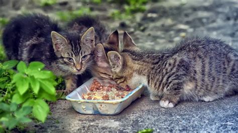 Feeding Stray Cats … Cruel or Kind? - Ten Lives