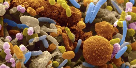 From Germ Theory to the Microbiome: Why Microbes Still Rule Our Lives | HuffPost