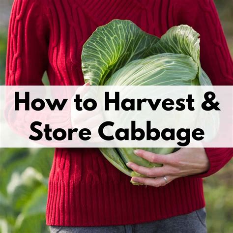 How to Harvest Cabbage - Together Time Family