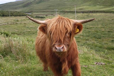 Highland cow. Scottish Highland Cow, Highland Cattle, Scottish Highlands, Cow Pictures, Herding ...