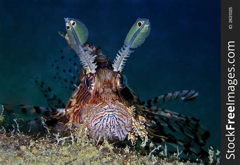 Pterois Volitans - Free Stock Images & Photos - 2631025 | StockFreeImages.com