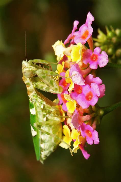 Jeweled Flower Mantis (Creobroter gemmatus, Hymenopodidae)… | Flickr