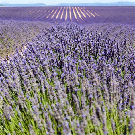 Lavender fields Stock Photo | Adobe Stock