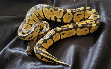 Pastel Ball Python Morphs (10 Extraordinary Photos + Info)