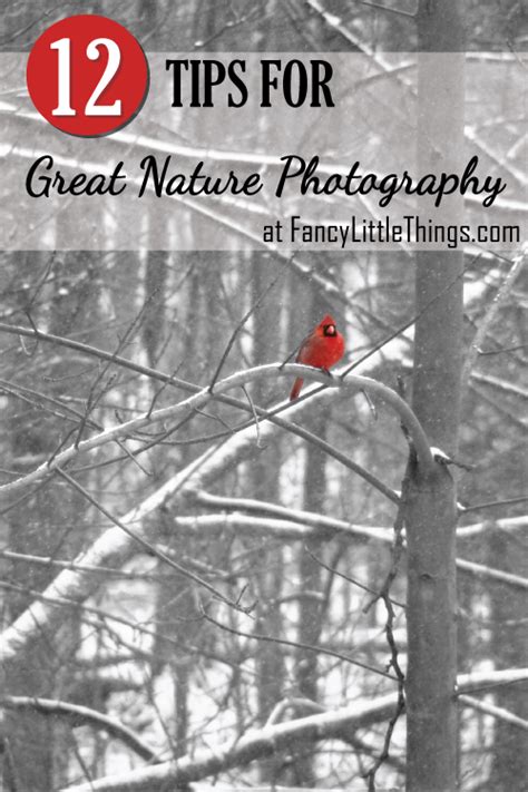 12 Tips for Great Nature Photos | Nature photography tips, Outdoor photography tips, Photography ...