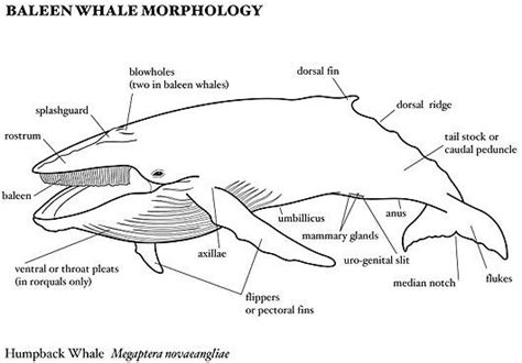 Baleen Whales - World's Largest Creature, Filter-Feeders - FactZoo.com | Baleen whales, Whale ...